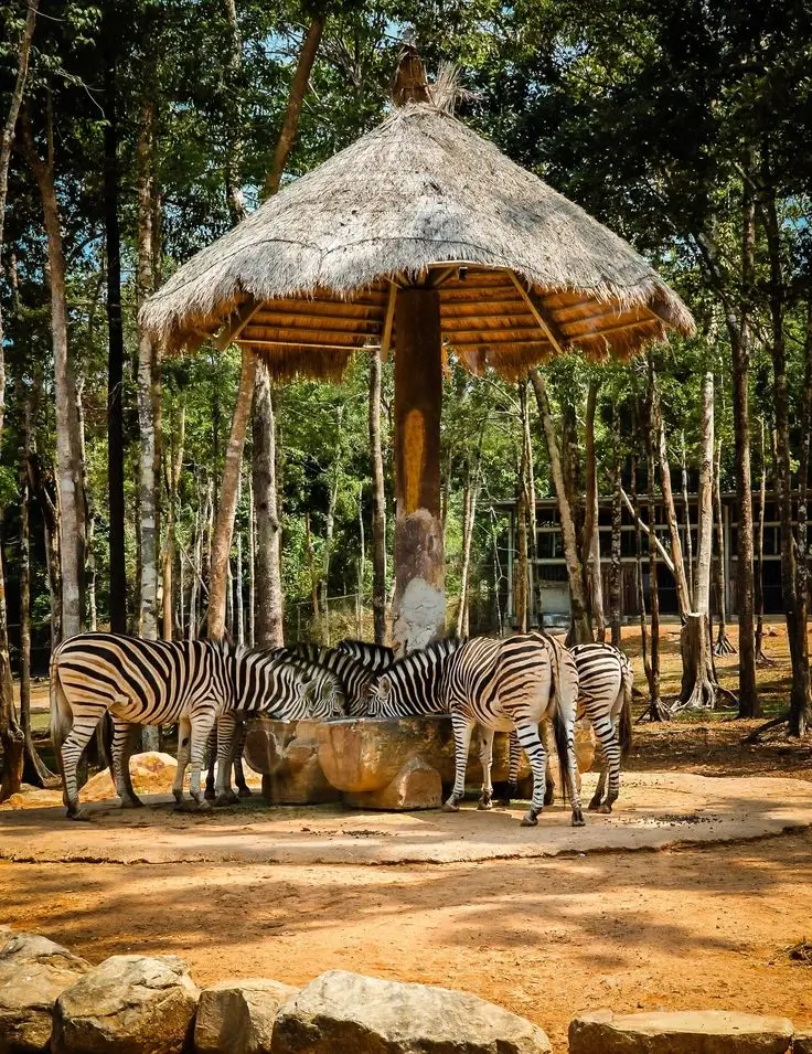 Phu Quoc - Vin Safari Animal Park
