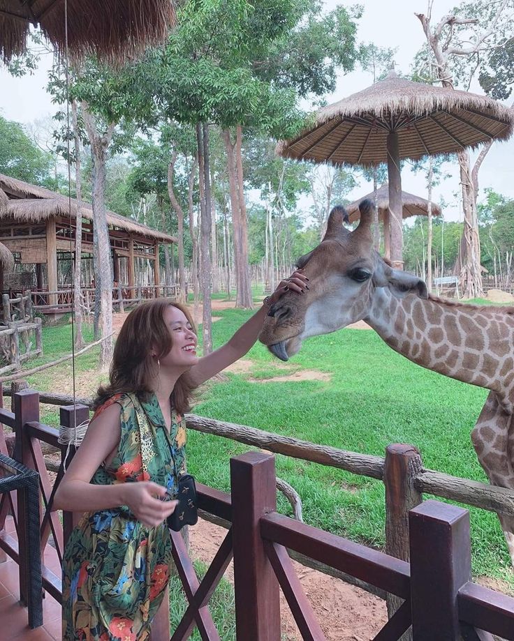 Phu Quoc - Vinpearl Safari Giraffe Feeding
