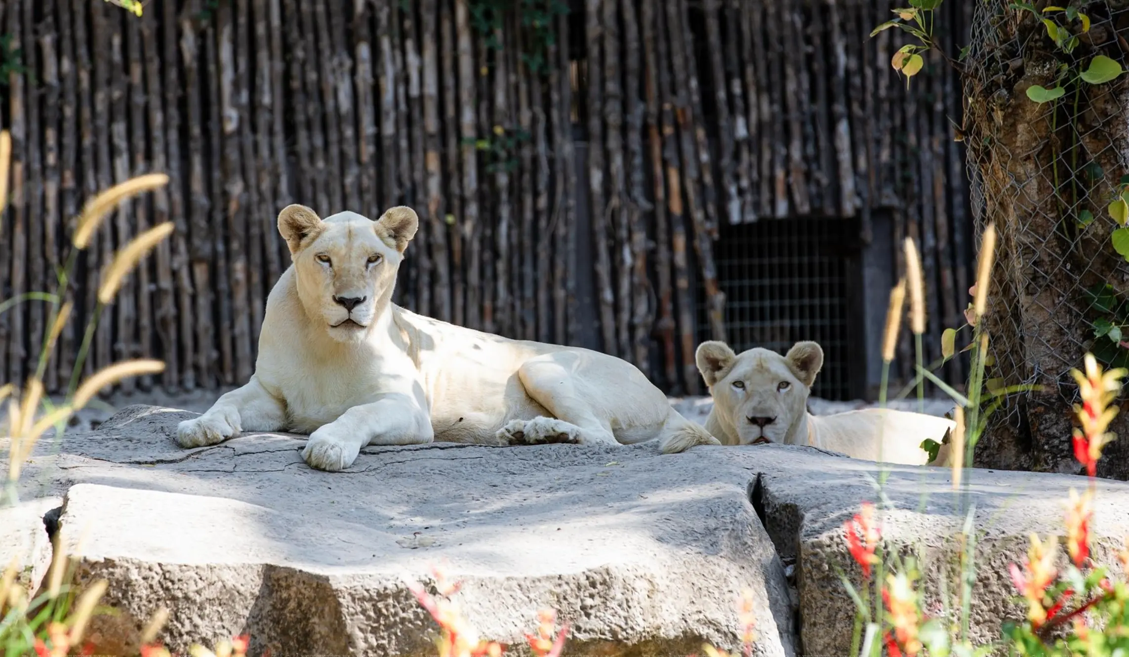 Phu Quoc - Vin Safari