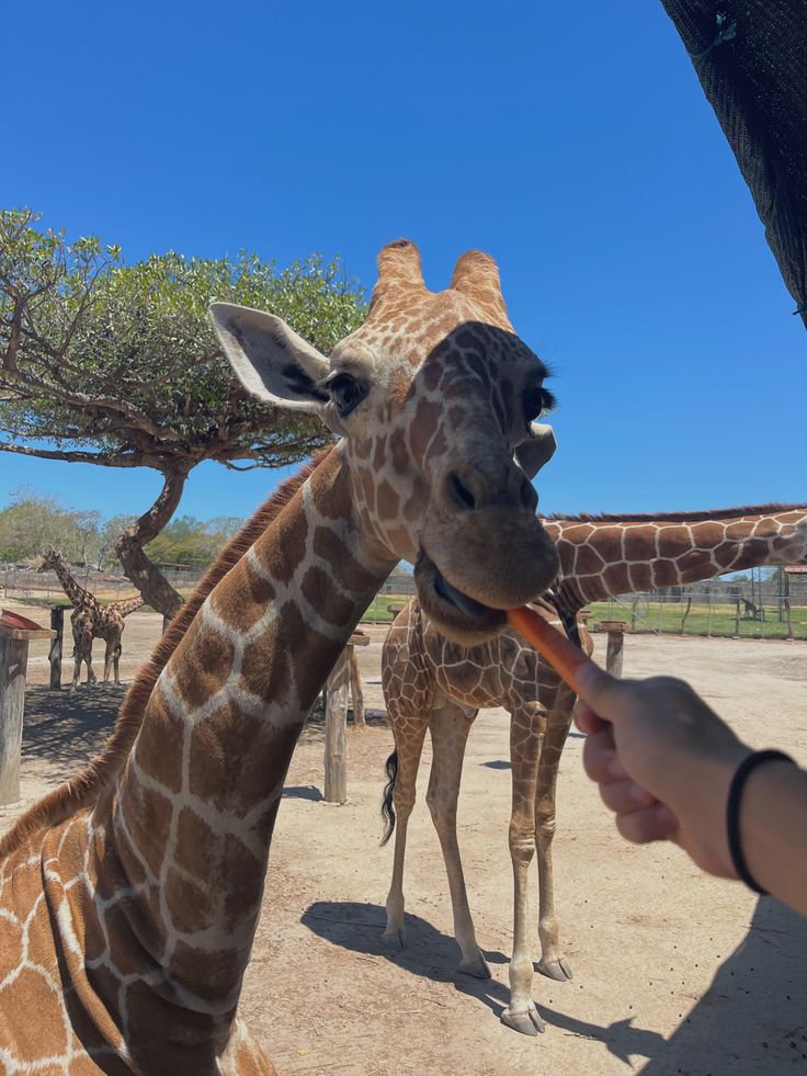 Phu Quoc - Vin Safari